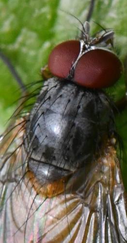 Réf. 357 065 : Phaonia subventa